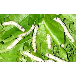 Silkworms Bombyx mori 20 Medium Silkworms 